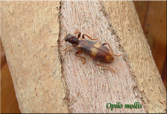 Opilo mollis